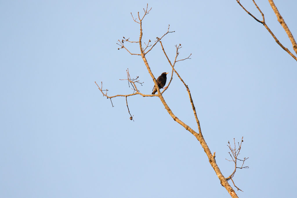 Backyard Birds NH-1943.jpg